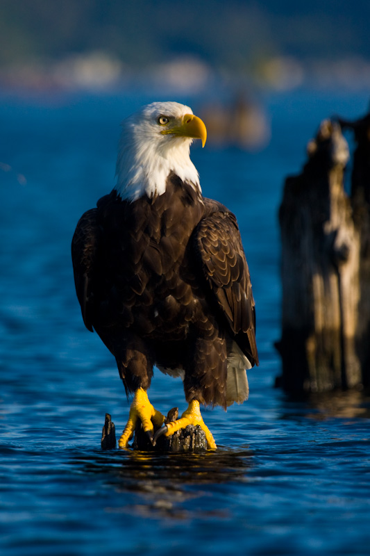 Bald Eagle